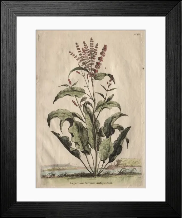 Framed Print : Phytographia Curiosa: Lapathum Sativum Antiquorum. Creator: Abraham Munting (Dutch, 1626-1683) Framed Print : Phytographia Curiosa: Lapathum Sativum Antiquorum. Creator: Abraham Munting (Dutch, 1626-1683)