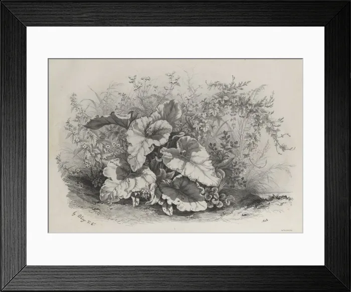 Framed Print : Plant Study from Group of Various Plants Drawn and Lithographed after Nature... 1848 Framed Print : Plant Study from Group of Various Plants Drawn and Lithographed after Nature... 1848