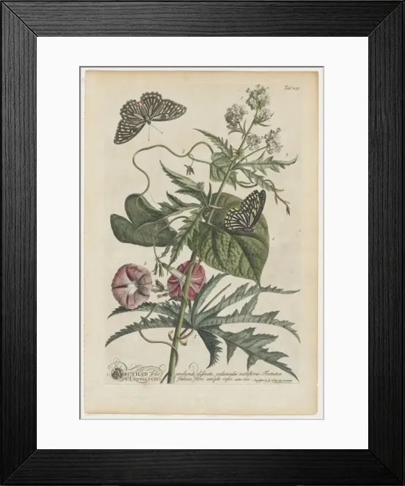Framed Print : Plantae et papiliones rariores: No. 7, 1748. Creator: Georg Dionysius Ehret (German, 1708-1770) Framed Print : Plantae et papiliones rariores: No. 7, 1748. Creator: Georg Dionysius Ehret (German, 1708-1770)