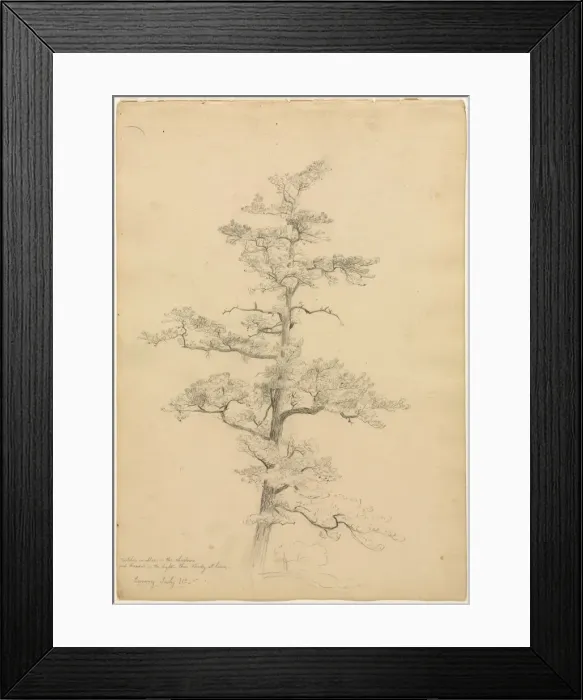 Framed Print : Pine Tree, Conway, New Hampshire (recto); Landscape and Tree Studies (verso), c. 1851 Framed Print : Pine Tree, Conway, New Hampshire (recto); Landscape and Tree Studies (verso), c. 1851