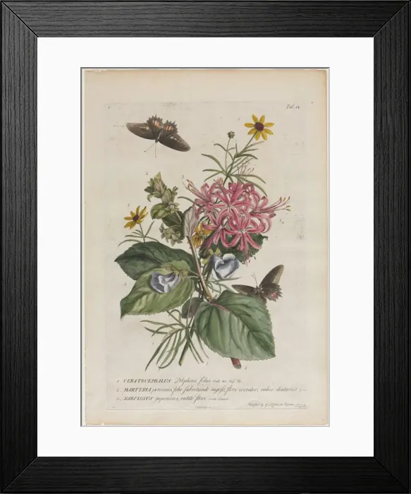 Framed Print : Plantae et papiliones rariores: No. 9, 1749. Creator: Georg Dionysius Ehret (German, 1708-1770) Framed Print : Plantae et papiliones rariores: No. 9, 1749. Creator: Georg Dionysius Ehret (German, 1708-1770)