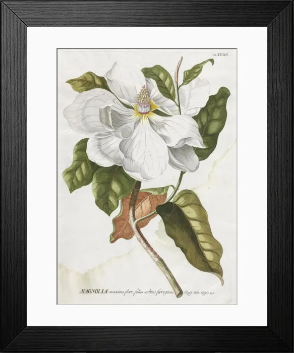 Framed Print : Plantae Selectae: No. 33 - Magnolia. Creator: Georg Dionysius Ehret (German, 1708-1770) Framed Print : Plantae Selectae: No. 33 - Magnolia. Creator: Georg Dionysius Ehret (German, 1708-1770)