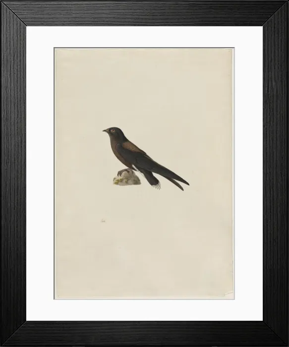 Framed Print : Needle-Tailed Swift (Hirundapus caudaculus), 1800s. Creator: Paul Hüet (French, 1803-1869) Framed Print : Needle-Tailed Swift (Hirundapus caudaculus), 1800s. Creator: Paul Hüet (French, 1803-1869)