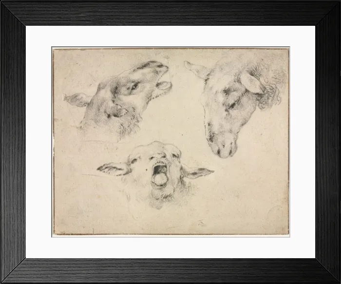 Framed Print : Sheep Heads, second or third quarter 1800s. Creator: Wouter Verschuur (Dutch, 1812-1874) Framed Print : Sheep Heads, second or third quarter 1800s. Creator: Wouter Verschuur (Dutch, 1812-1874)