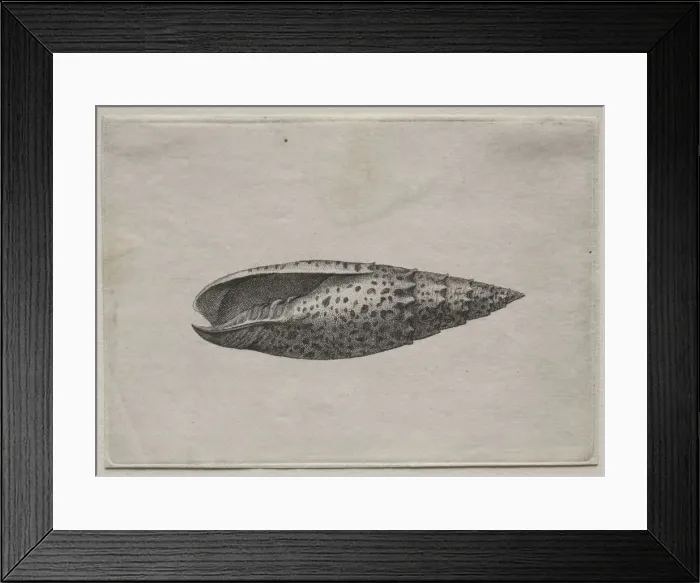 Framed Print : Shells: Mitra papalis L, c. 1640s. Creator: Wenceslaus Hollar (Bohemian, 1607-1677) Framed Print : Shells: Mitra papalis L, c. 1640s. Creator: Wenceslaus Hollar (Bohemian, 1607-1677)