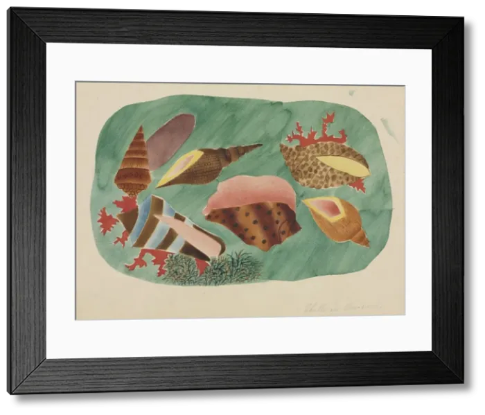 Framed Print : Shells in Seaweed. Creator: Mary Altha Nims (American, 1817-1907) Framed Print : Shells in Seaweed. Creator: Mary Altha Nims (American, 1817-1907)
