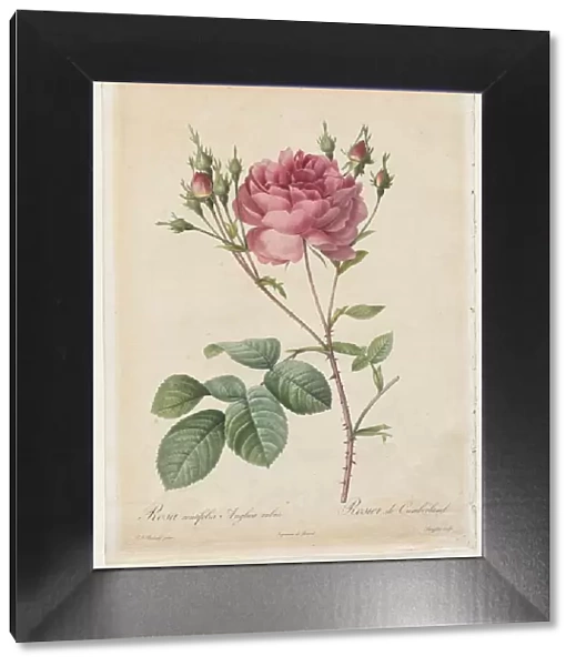 Rosa Centifolia Anglica Rubra, 1817-1824. Creator: Henry Joseph Redoute (French, 1766-1853)