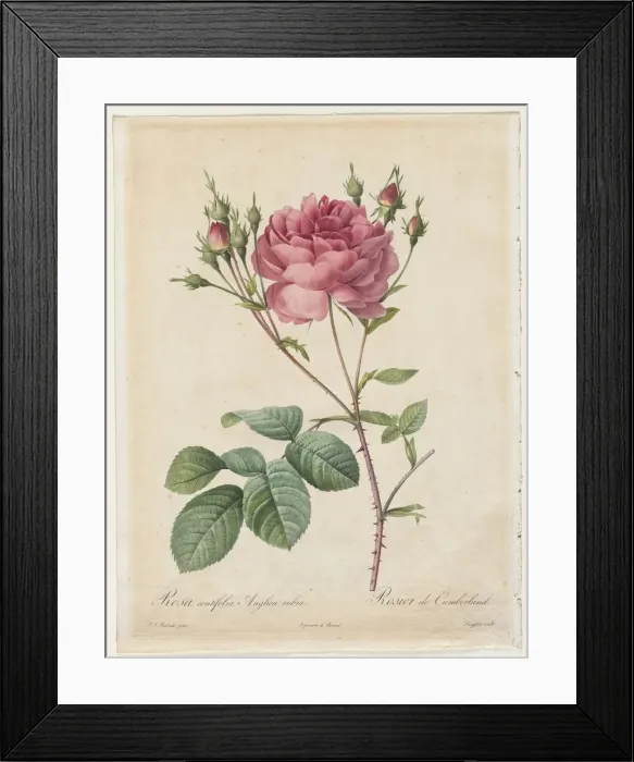 Framed Print : Rosa Centifolia Anglica Rubra, 1817-1824. Creator: Henry Joseph Redoute (French, 1766-1853) Framed Print : Rosa Centifolia Anglica Rubra, 1817-1824. Creator: Henry Joseph Redoute (French, 1766-1853)