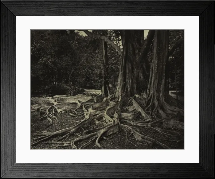 Framed Print : Rubber Tree, Assam, India (Ficus Elastica), c. 1880s. Creator: Charles T. Scowen (British) Framed Print : Rubber Tree, Assam, India (Ficus Elastica), c. 1880s. Creator: Charles T. Scowen (British)