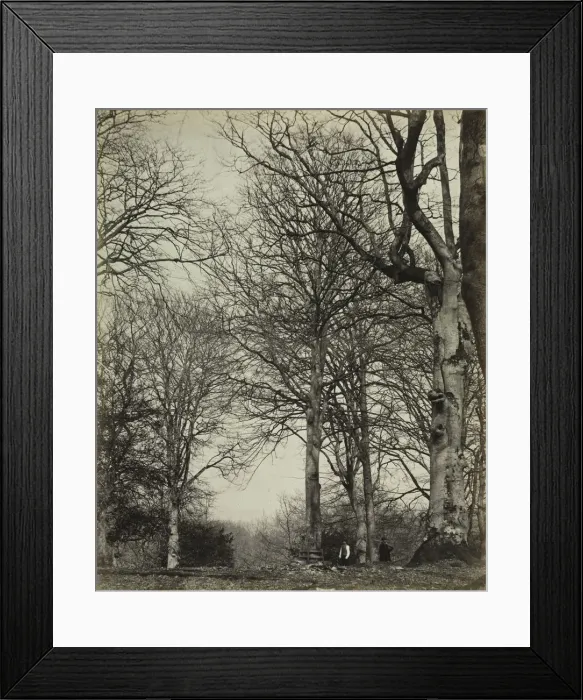 Framed Print : Queen Adelaides Beech, before 1864. Creator: James Sinclair, 14th Earl of Caithness (British Framed Print : Queen Adelaides Beech, before 1864. Creator: James Sinclair, 14th Earl of Caithness (British