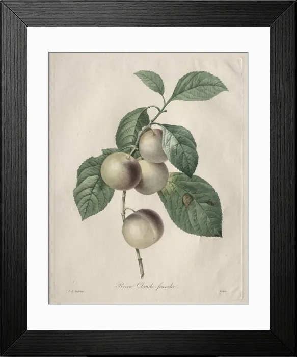 Framed Print : Reine Claude Plum, 1827. Creator: Henry Joseph Redoute (French, 1766-1853) Framed Print : Reine Claude Plum, 1827. Creator: Henry Joseph Redoute (French, 1766-1853)