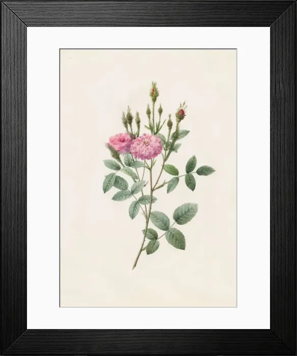 Framed Print : Rosa Pomponiana Muscosa, 1817-1824. Creator: Henry Joseph Redoute (French, 1766-1853) Framed Print : Rosa Pomponiana Muscosa, 1817-1824. Creator: Henry Joseph Redoute (French, 1766-1853)