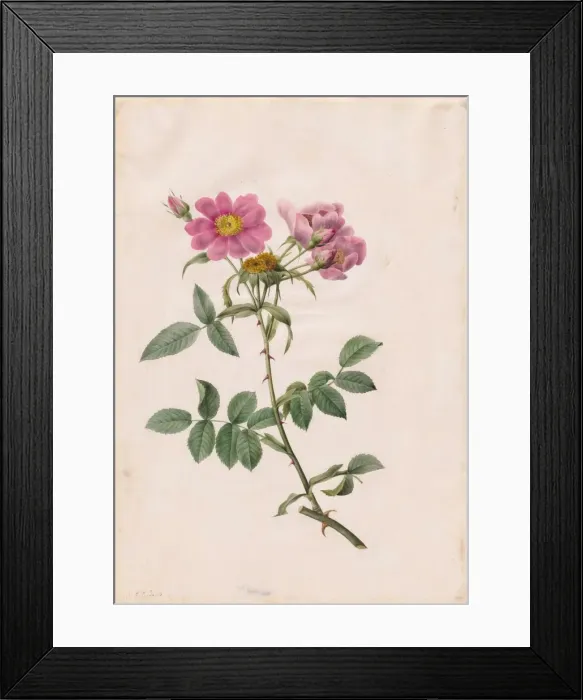 Framed Print : Rosa Collina Monsoniana, 1817-1824. Creator: Henry Joseph Redoute (French, 1766-1853) Framed Print : Rosa Collina Monsoniana, 1817-1824. Creator: Henry Joseph Redoute (French, 1766-1853)