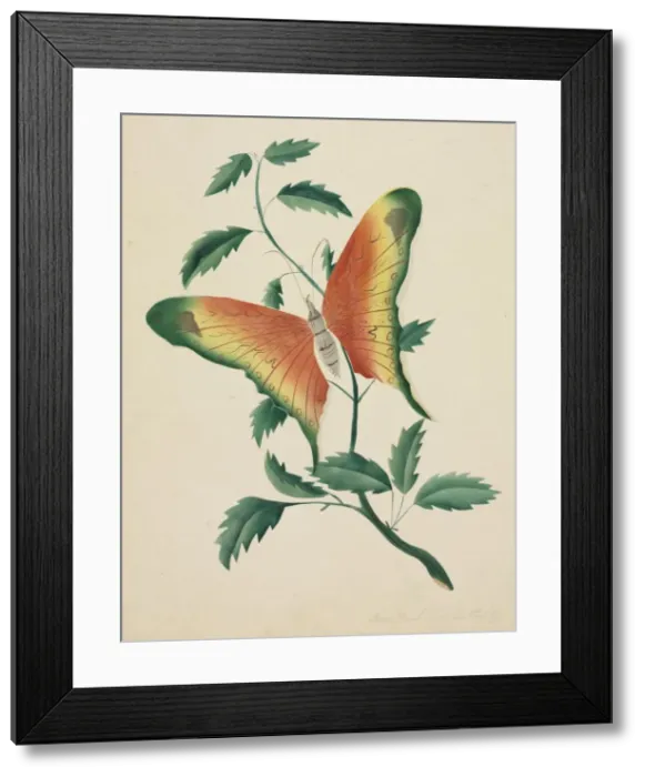 Framed Print : Rose Bush and Butterfly. Creator: Mary Altha Nims (American, 1817-1907) Framed Print : Rose Bush and Butterfly. Creator: Mary Altha Nims (American, 1817-1907)