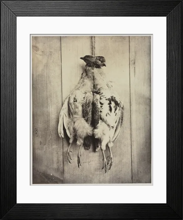 Framed Print : Partridges (recto), c. 1861. Creator: Captain N. Baily (British) Framed Print : Partridges (recto), c. 1861. Creator: Captain N. Baily (British)