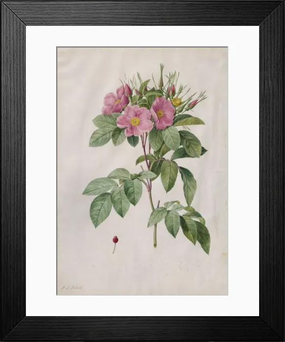 Framed Print : Pasture Rose (Rosa Carolina Corymbosa), 1817-1824. Creator: Henry Joseph Redoute (French Framed Print : Pasture Rose (Rosa Carolina Corymbosa), 1817-1824. Creator: Henry Joseph Redoute (French