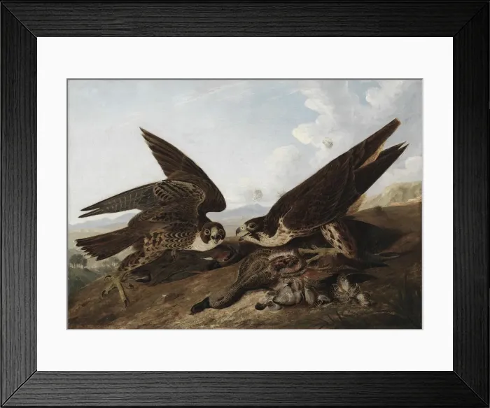 Framed Print : Peregrine Falcons (Duck Hawks), c. 1827. Creator: John James Audubon (American, 1785-1851) Framed Print : Peregrine Falcons (Duck Hawks), c. 1827. Creator: John James Audubon (American, 1785-1851)