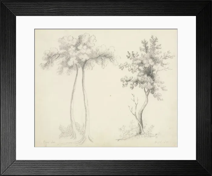 Framed Print : Studies of Upas and Maple Trees. Creator: Mary Altha Nims (American, 1817-1907) Framed Print : Studies of Upas and Maple Trees. Creator: Mary Altha Nims (American, 1817-1907)