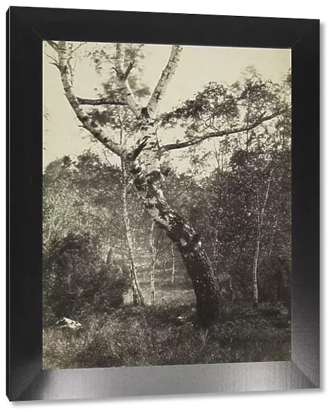 Study of a Birch Tree, Barbizon, 1860s-1870s. Creator: Constant Alexandre Famin (French