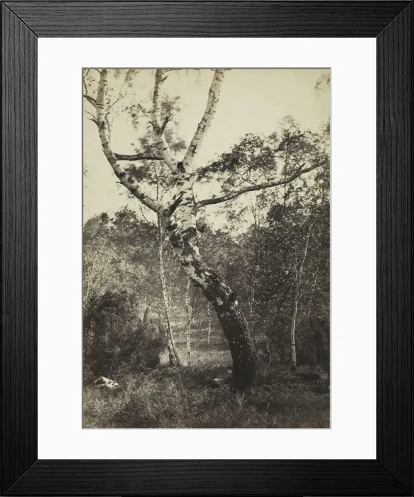 Framed Print : Study of a Birch Tree, Barbizon, 1860s-1870s. Creator: Constant Alexandre Famin (French Framed Print : Study of a Birch Tree, Barbizon, 1860s-1870s. Creator: Constant Alexandre Famin (French