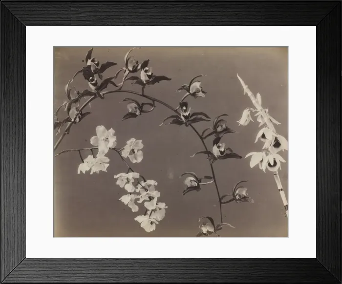 Framed Print : Study of Orchids, c. 1870s. Creator: Unidentified Photographer Framed Print : Study of Orchids, c. 1870s. Creator: Unidentified Photographer