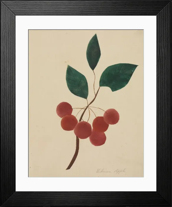 Framed Print : Siberian Apple. Creator: Mary Altha Nims (American, 1817-1907) Framed Print : Siberian Apple. Creator: Mary Altha Nims (American, 1817-1907)