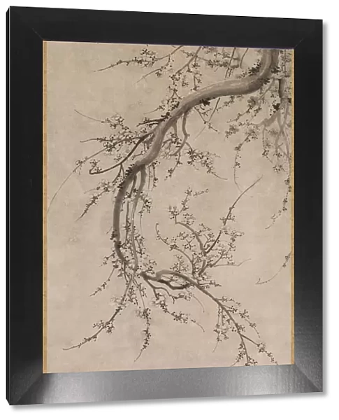 Prunus, 17th century. Creator: Kano Ein? (Japanese, 1631-1697), attributed to