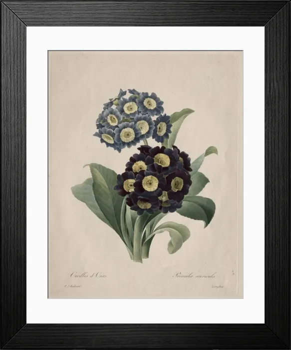 Framed Print : Primula auricula, 1827. Creator: Henry Joseph Redoute (French, 1766-1853) Framed Print : Primula auricula, 1827. Creator: Henry Joseph Redoute (French, 1766-1853)