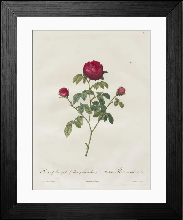 Framed Print : Provence or French Rose, 1817-1824. Creator: Henry Joseph Redoute (French, 1766-1853) Framed Print : Provence or French Rose, 1817-1824. Creator: Henry Joseph Redoute (French, 1766-1853)