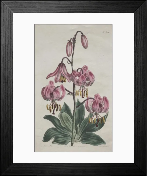 Framed Print : The Botanical Magazine or Flower Garden Displayed... Turks Cap Lily, 1814. Creator: S Framed Print : The Botanical Magazine or Flower Garden Displayed... Turks Cap Lily, 1814. Creator: S