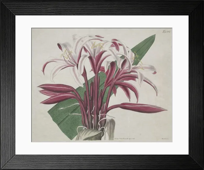 Framed Print : The Botanical Magazine or Flower Garden Displayed: Stately Crinum, 1823. Creator: S Framed Print : The Botanical Magazine or Flower Garden Displayed: Stately Crinum, 1823. Creator: S