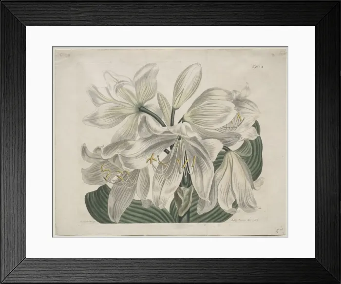 Framed Print : The Botanical Magazine or Flower Garden Displayed: White Cape - Coast Lily, 1806. Creator Framed Print : The Botanical Magazine or Flower Garden Displayed: White Cape - Coast Lily, 1806. Creator