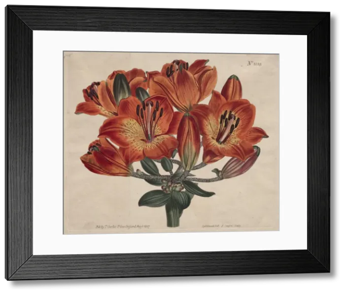 Framed Print : The Botanical Magazine or Flower Garden Displayed: Orange-Lily, 1807. Creator: Thomas Curtis Framed Print : The Botanical Magazine or Flower Garden Displayed: Orange-Lily, 1807. Creator: Thomas Curtis