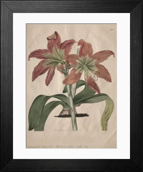 Framed Print : The Botanical Magazine or Flower Garden Displayed: The Mountain Lake Lily, 1827. Creator: S Framed Print : The Botanical Magazine or Flower Garden Displayed: The Mountain Lake Lily, 1827. Creator: S