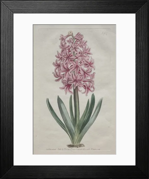 Framed Print : The Botanical Magazine or Flower Garden Displayed: Garden Hyacinth, 1806. Creator Framed Print : The Botanical Magazine or Flower Garden Displayed: Garden Hyacinth, 1806. Creator