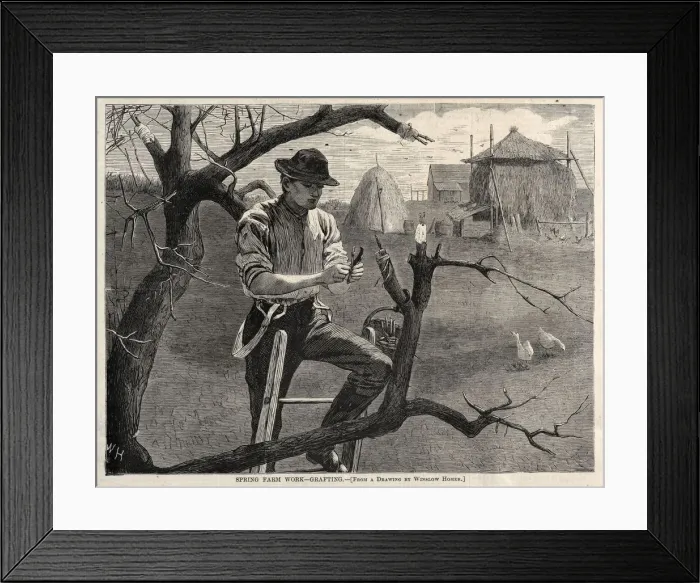 Framed Print : Spring Farm Work - Grafting, 1870. Creator: Winslow Homer (American, 1836-1910) Framed Print : Spring Farm Work - Grafting, 1870. Creator: Winslow Homer (American, 1836-1910)