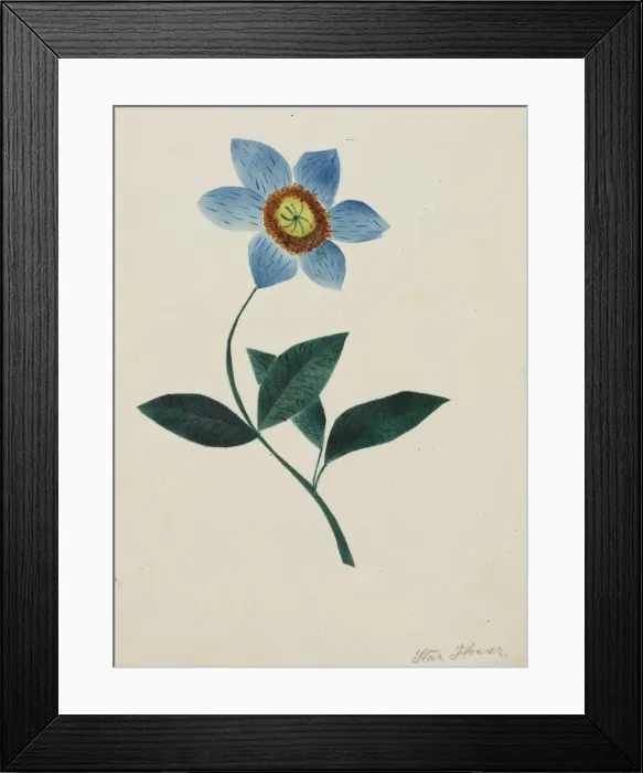 Framed Print : Star Flower. Creator: Mary Altha Nims (American, 1817-1907) Framed Print : Star Flower. Creator: Mary Altha Nims (American, 1817-1907)