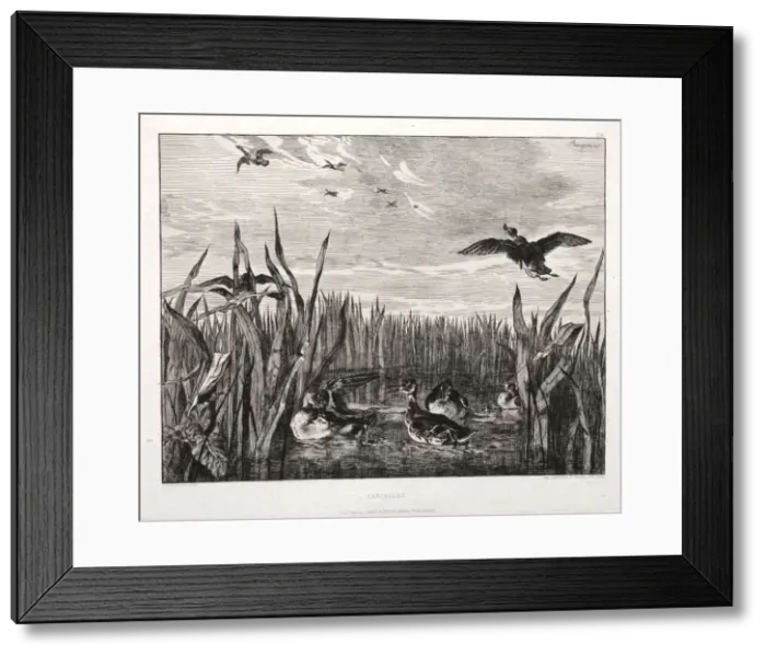 Framed Print : Teals, 1853 (printed 1864). Creator: Felix Bracquemond (French, 1833-1914); Cadart Framed Print : Teals, 1853 (printed 1864). Creator: Felix Bracquemond (French, 1833-1914); Cadart