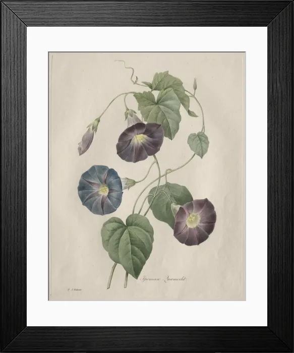 Framed Print : Star-glory Morning-glory, 1827. Creator: Henry Joseph Redoute (French, 1766-1853) Framed Print : Star-glory Morning-glory, 1827. Creator: Henry Joseph Redoute (French, 1766-1853)