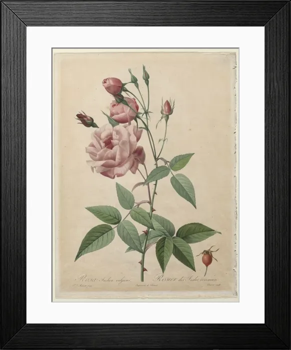 Framed Print : The Roses: China or Bengal Rose, 1817-1824. Creator: Henry Joseph Redoute (French Framed Print : The Roses: China or Bengal Rose, 1817-1824. Creator: Henry Joseph Redoute (French