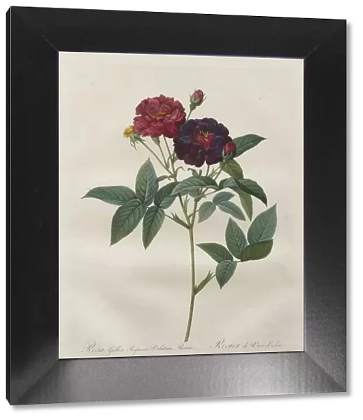 The Roses: Rosa Gallica Purpurea Velutina Parva, 1817-1824