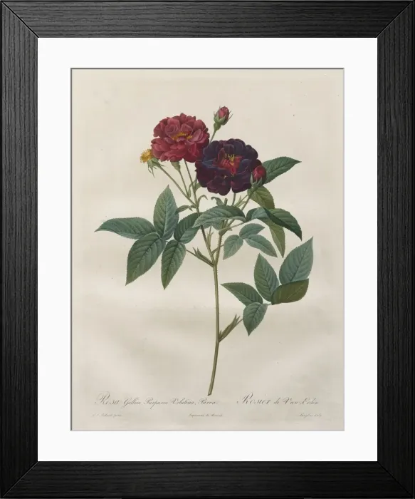 Framed Print : The Roses: Rosa Gallica Purpurea Velutina Parva, 1817-1824 Framed Print : The Roses: Rosa Gallica Purpurea Velutina Parva, 1817-1824
