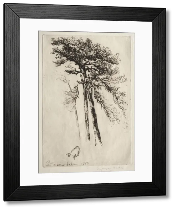 Framed Print : The Latest Tree, 1882. Creator: Francis Seymour Haden (British, 1818-1910) Framed Print : The Latest Tree, 1882. Creator: Francis Seymour Haden (British, 1818-1910)