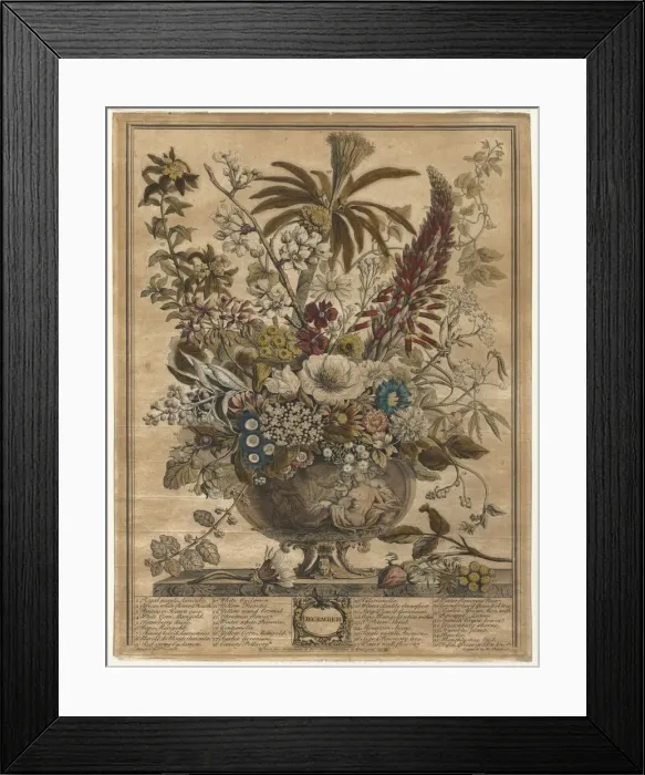 Framed Print : Twelve Months of Flowers: December, 1730. Creator: Henry Fletcher (British, active 1715-38) Framed Print : Twelve Months of Flowers: December, 1730. Creator: Henry Fletcher (British, active 1715-38)