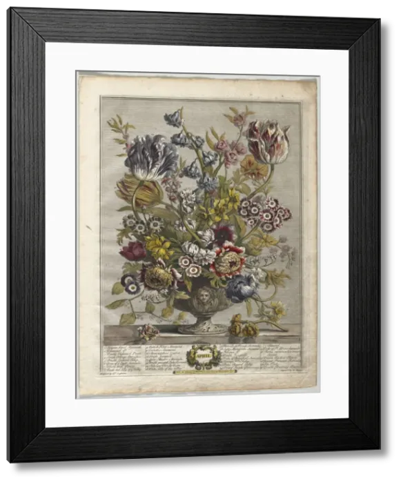 Framed Print : Twelve Months of Flowers: April, 1730. Creator: Henry Fletcher (British, active 1715-38) Framed Print : Twelve Months of Flowers: April, 1730. Creator: Henry Fletcher (British, active 1715-38)