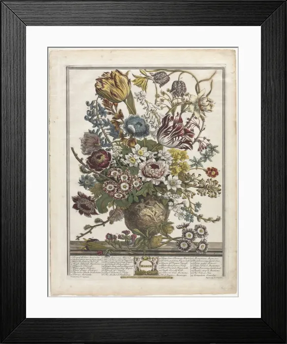 Framed Print : Twelve Months of Flowers: March, 1730. Creator: Henry Fletcher (British, active 1715-38) Framed Print : Twelve Months of Flowers: March, 1730. Creator: Henry Fletcher (British, active 1715-38)