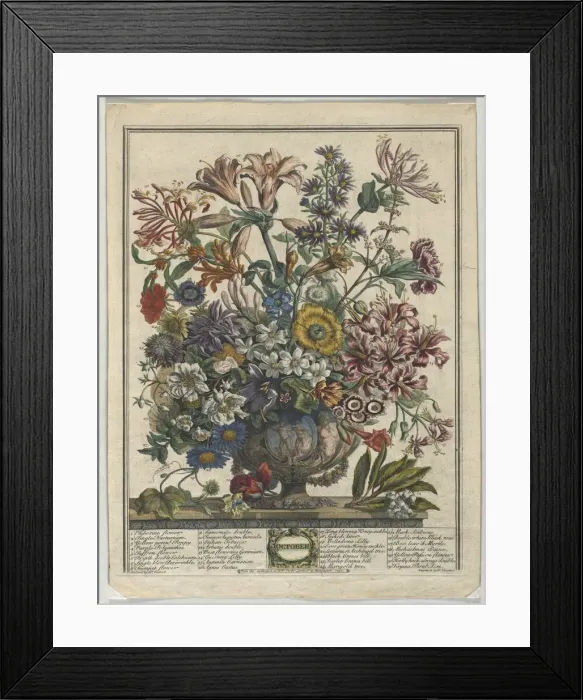 Framed Print : Twelve Months of Flowers: October, 1730. Creator: Henry Fletcher (British, active 1715-38) Framed Print : Twelve Months of Flowers: October, 1730. Creator: Henry Fletcher (British, active 1715-38)