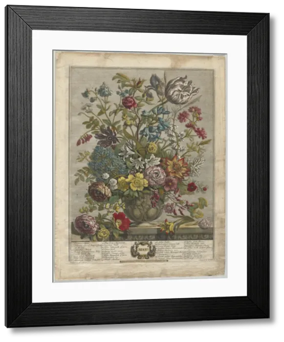 Framed Print : Twelve Months of Flowers: May, 1730. Creator: Henry Fletcher (British, active 1715-38) Framed Print : Twelve Months of Flowers: May, 1730. Creator: Henry Fletcher (British, active 1715-38)