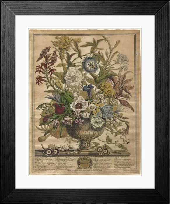 Framed Print : Twelve Months of Flowers: September, 1730. Creator: Henry Fletcher (British, active 1715-38) Framed Print : Twelve Months of Flowers: September, 1730. Creator: Henry Fletcher (British, active 1715-38)