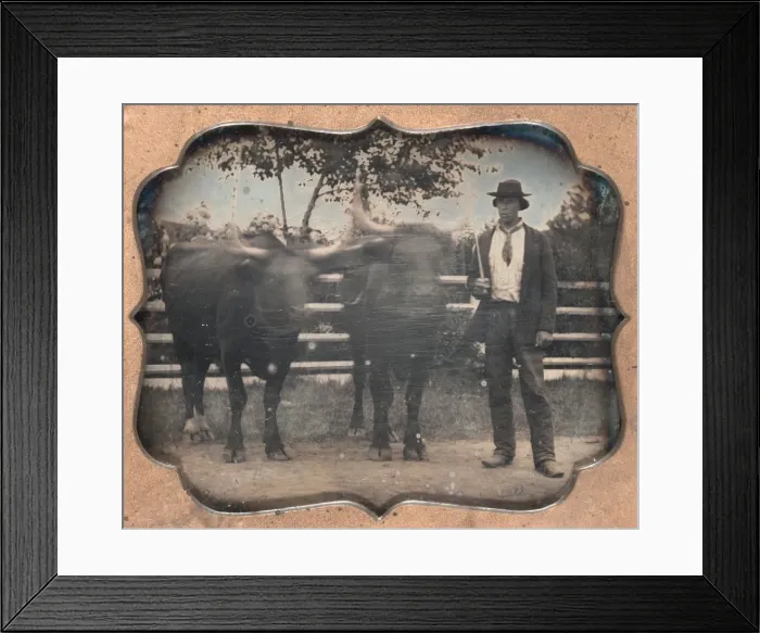 Framed Print : Two Oxen and Driver, 1850s. Creator: Unidentified Photographer Framed Print : Two Oxen and Driver, 1850s. Creator: Unidentified Photographer